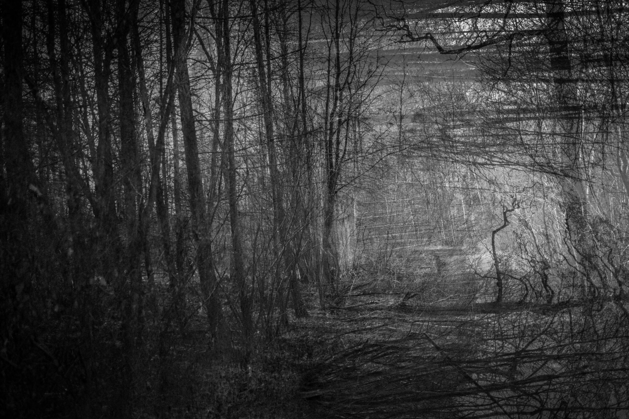 Monochrome photo art forest echo